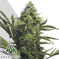 Auto Seeds Sweet CBD Auto